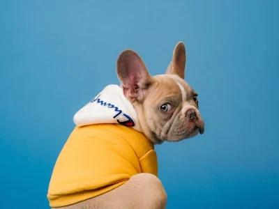 Pet health and dental wellness