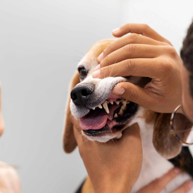 Veterinarian checking a dog's teeth during a dental exam