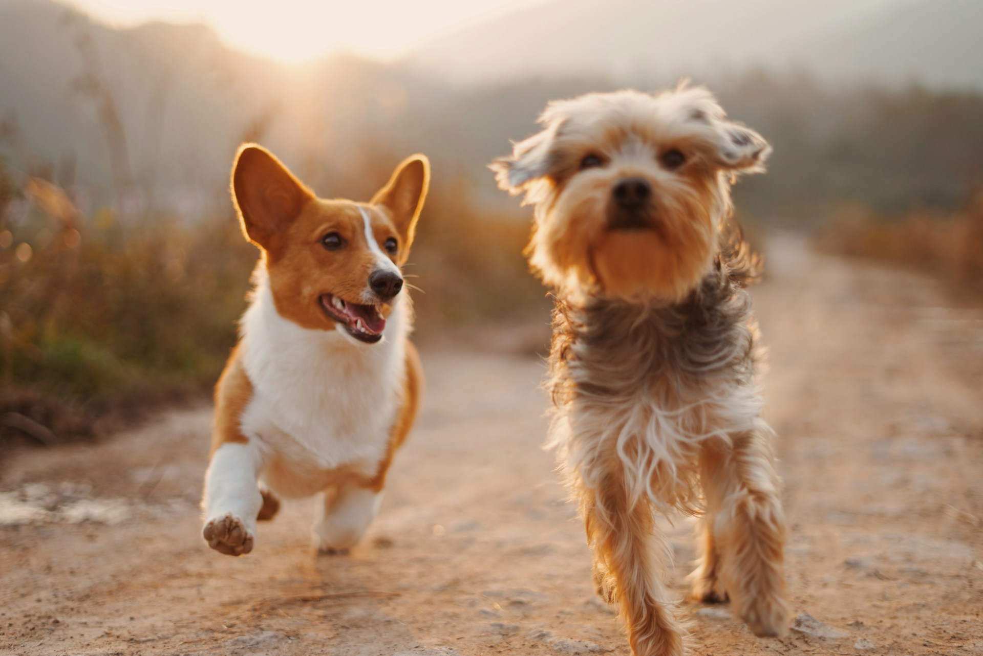Happy dogs enjoying outdoor time, compassionate pet care at Edmonton West Animal Hospital