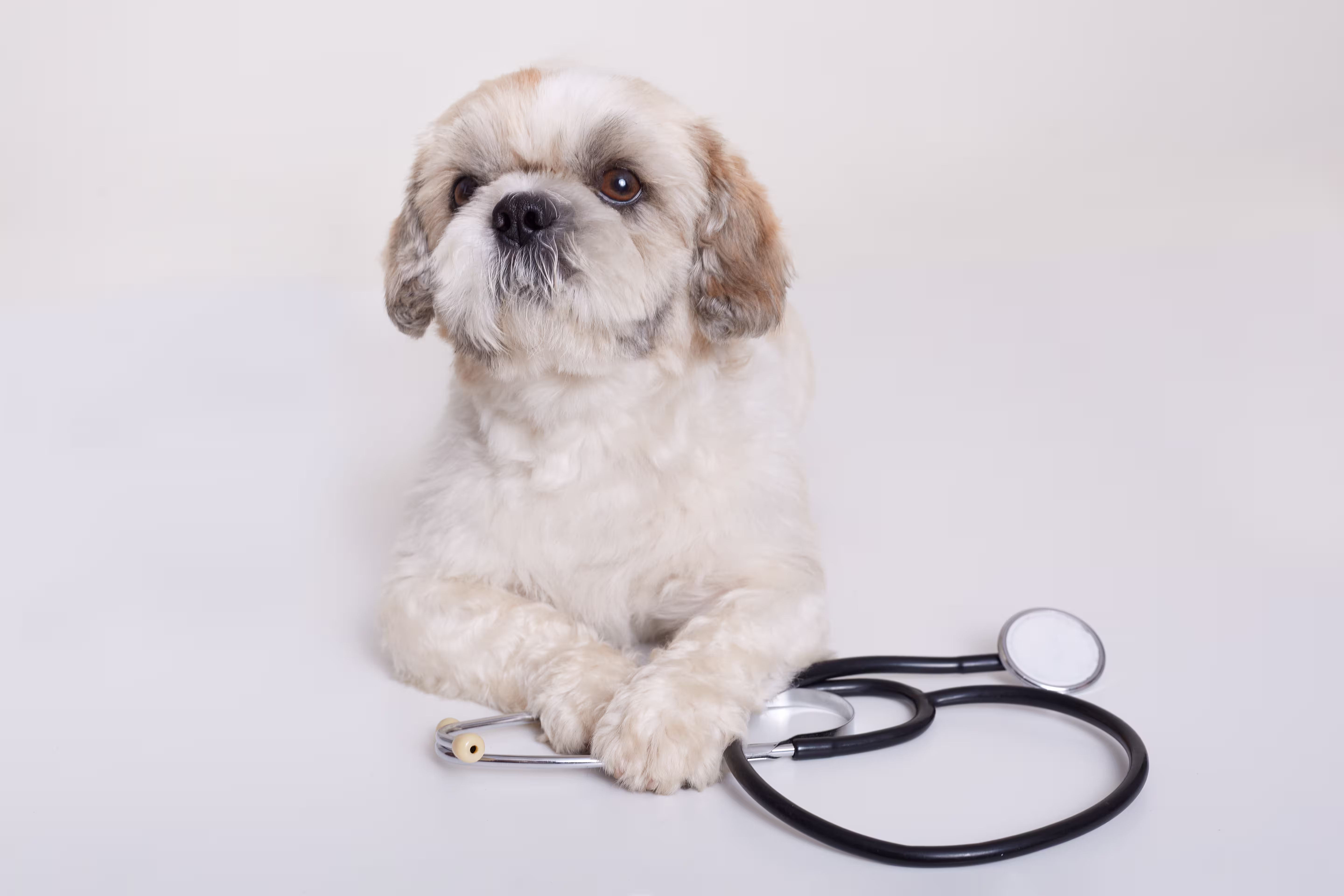Small dog during a veterinary ear examination
