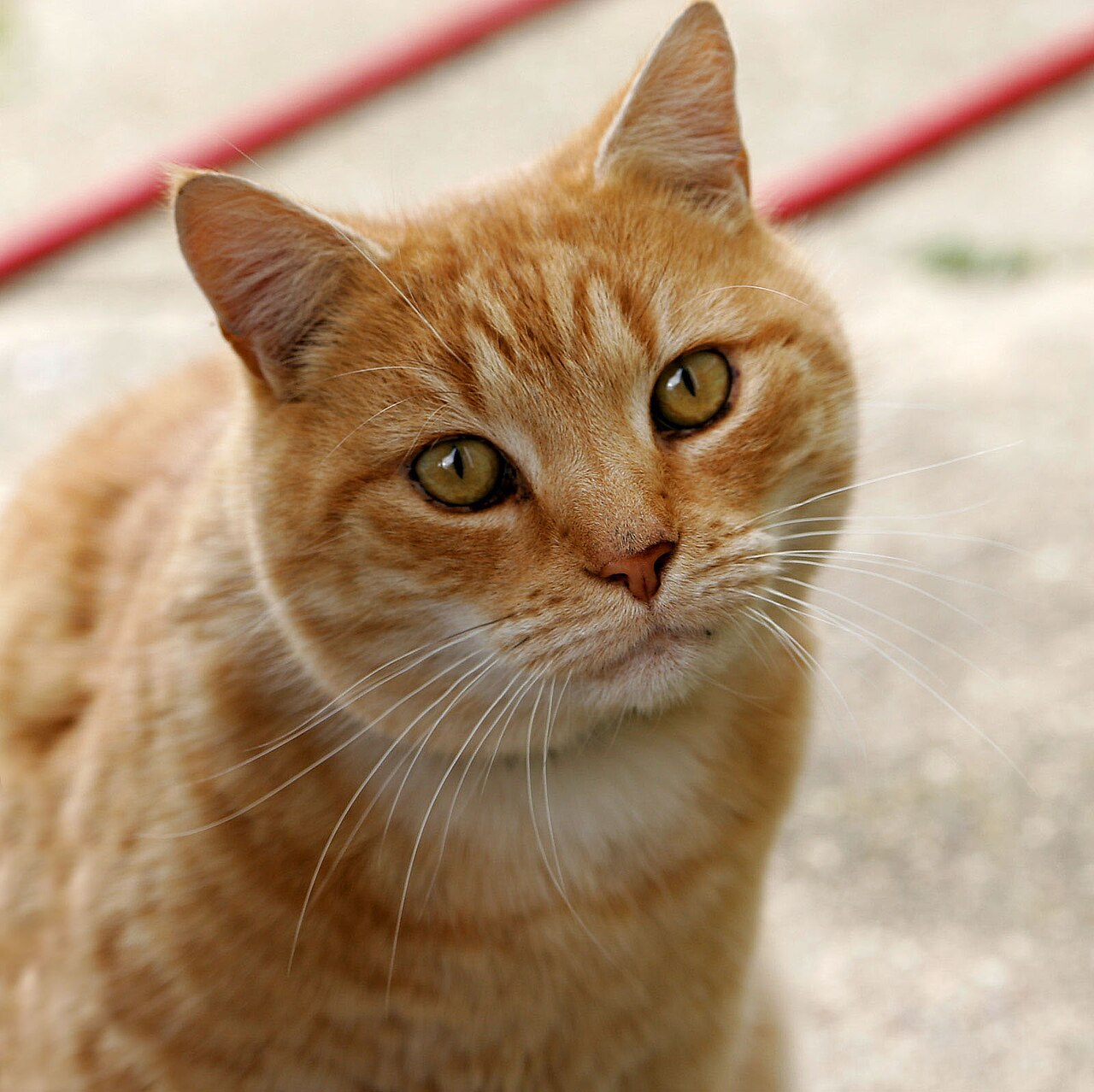 Cat portrait