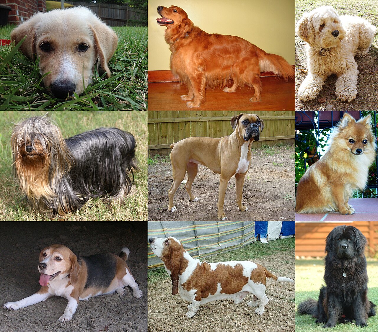 Dogs of various breeds, illustrating common canine health topics